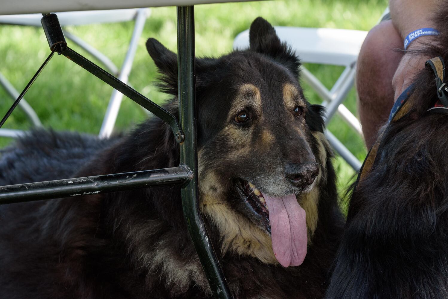 PHOTOS: Did we spot you and your doggie during the Furry Skurry 5K & Furry Fest at Eastwood MetroPark?