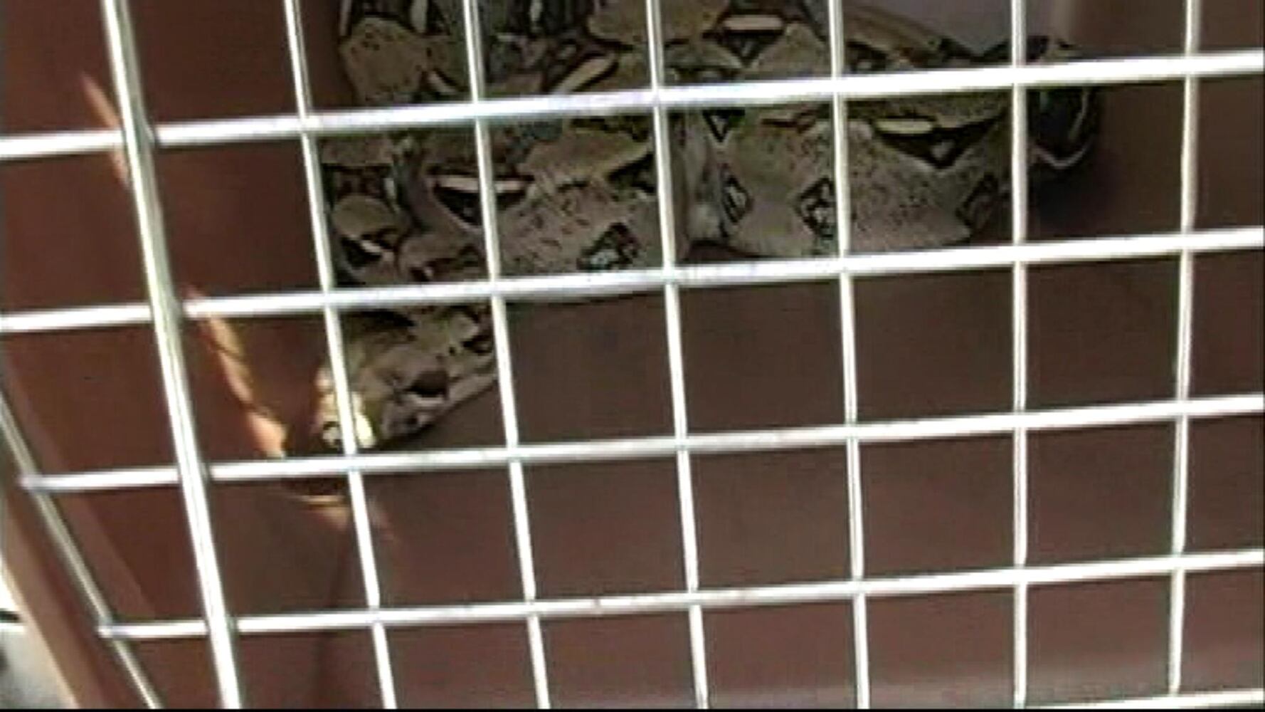 Red-tailed Boa