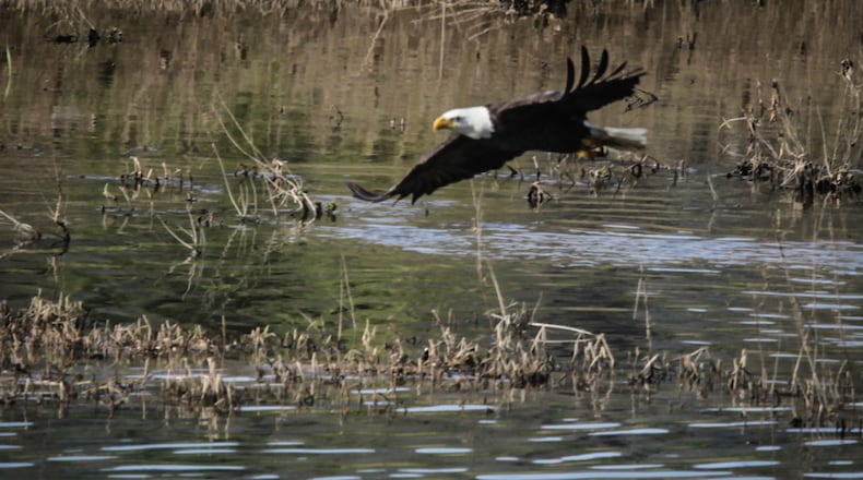 A Bald Eagle hunts on the Great Miami River near Carillon Historical Park Friday April 12, 2021. JIM NOELKER/STAFF