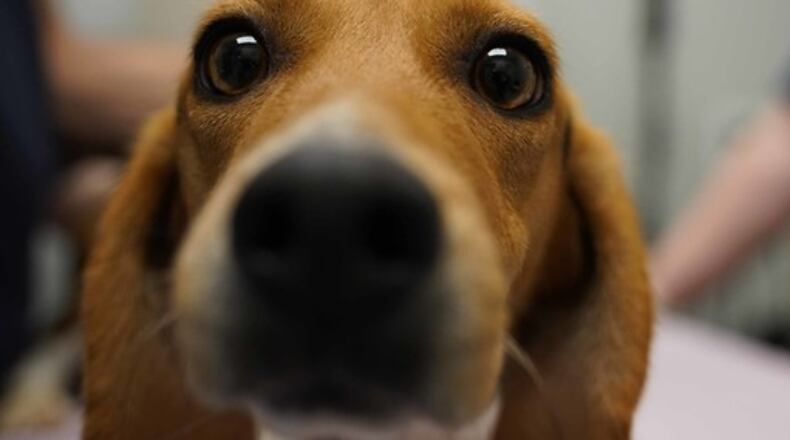 Fifteen beagles that were part of 4,000 rescued from a mass breeding facility in Virginia arrived late Monday, Aug. 29, 2022, at the Humane Society of Greater Dayton. CONTRIBUTED