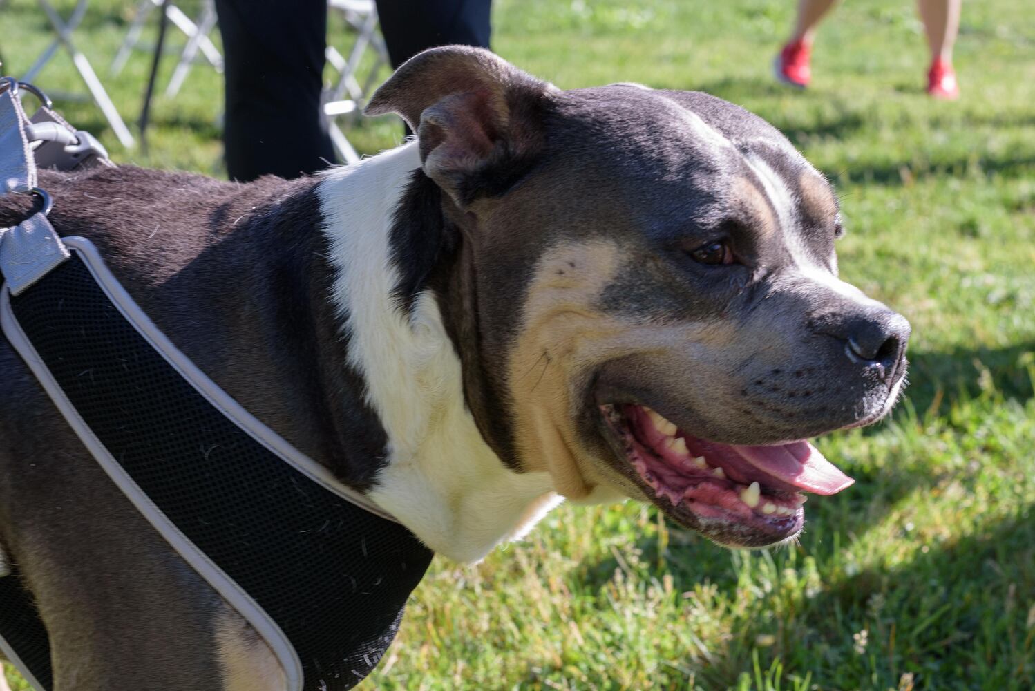 PHOTOS: Did we spot you and your doggie during the Furry Skurry 5K & Furry Fest at Eastwood MetroPark?