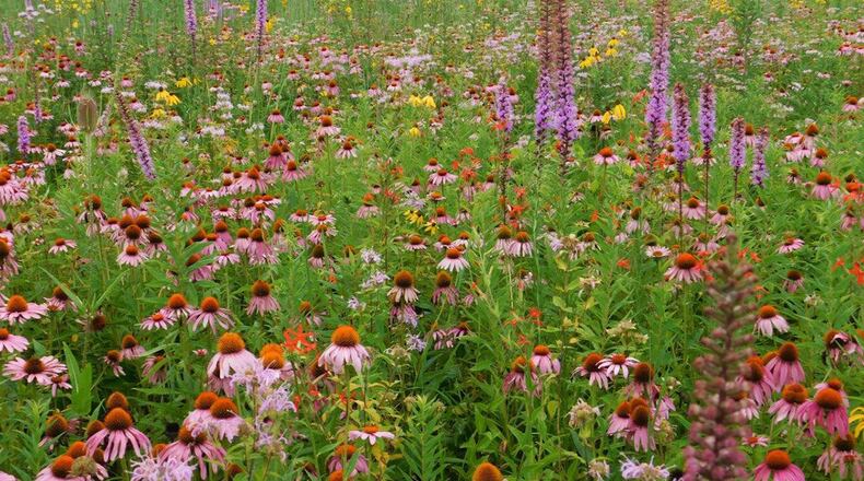 The Royal Catchfly, the star-shaped red flower, is one of the several endangered or threatened species on Wright-Patterson Air Force Base. The 88th Civil Engineering Natural Resource program ensures to make every effort to maintain adequate and suitable habitats and support recovery of federally listed species by funding surveys, monitoring programs and habitat restoration. (Courtesy photo)