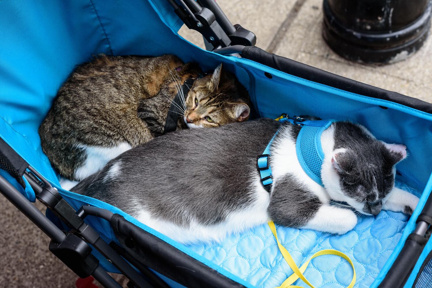 PHOTOS: Did we spot you at the return of Taste of the Oregon District?