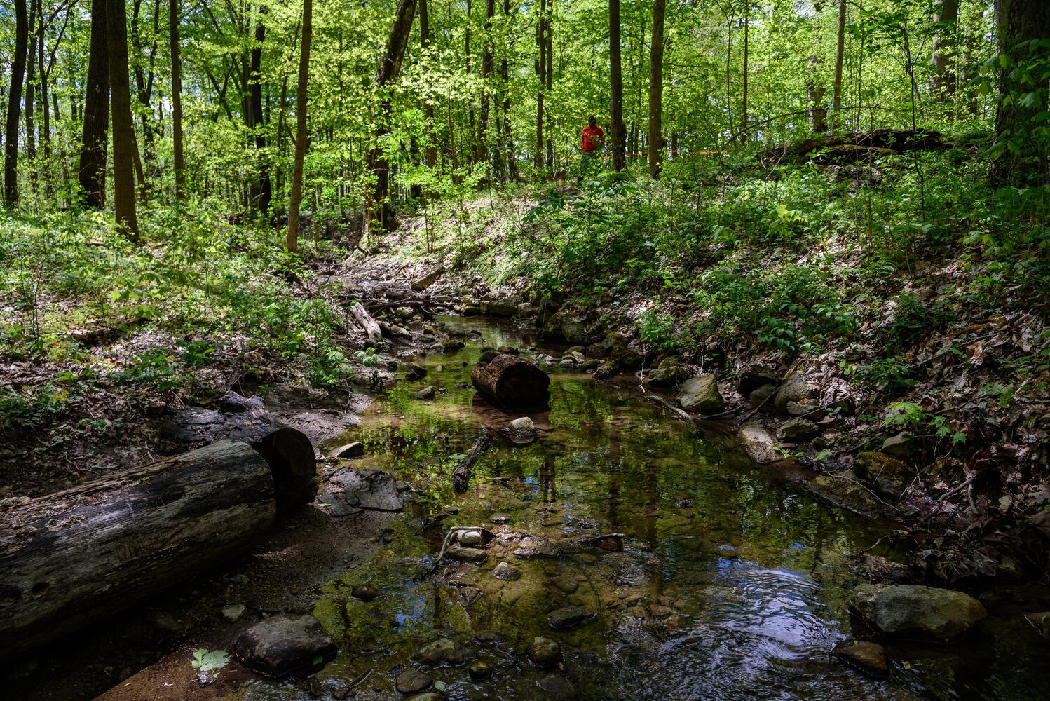 PHOTOS: Gorgeous Aullwood Garden is in full bloom