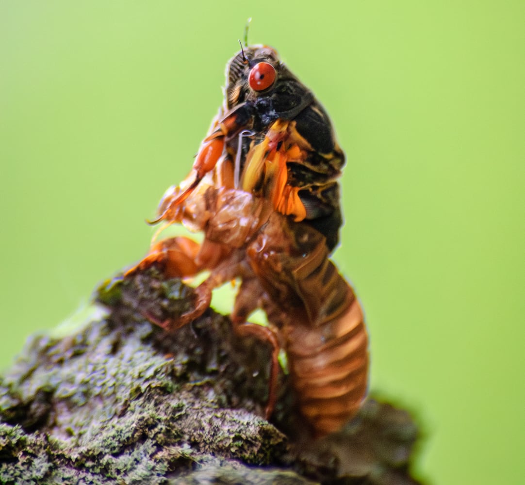 Cicadas Morris Reserve 060625 DDN