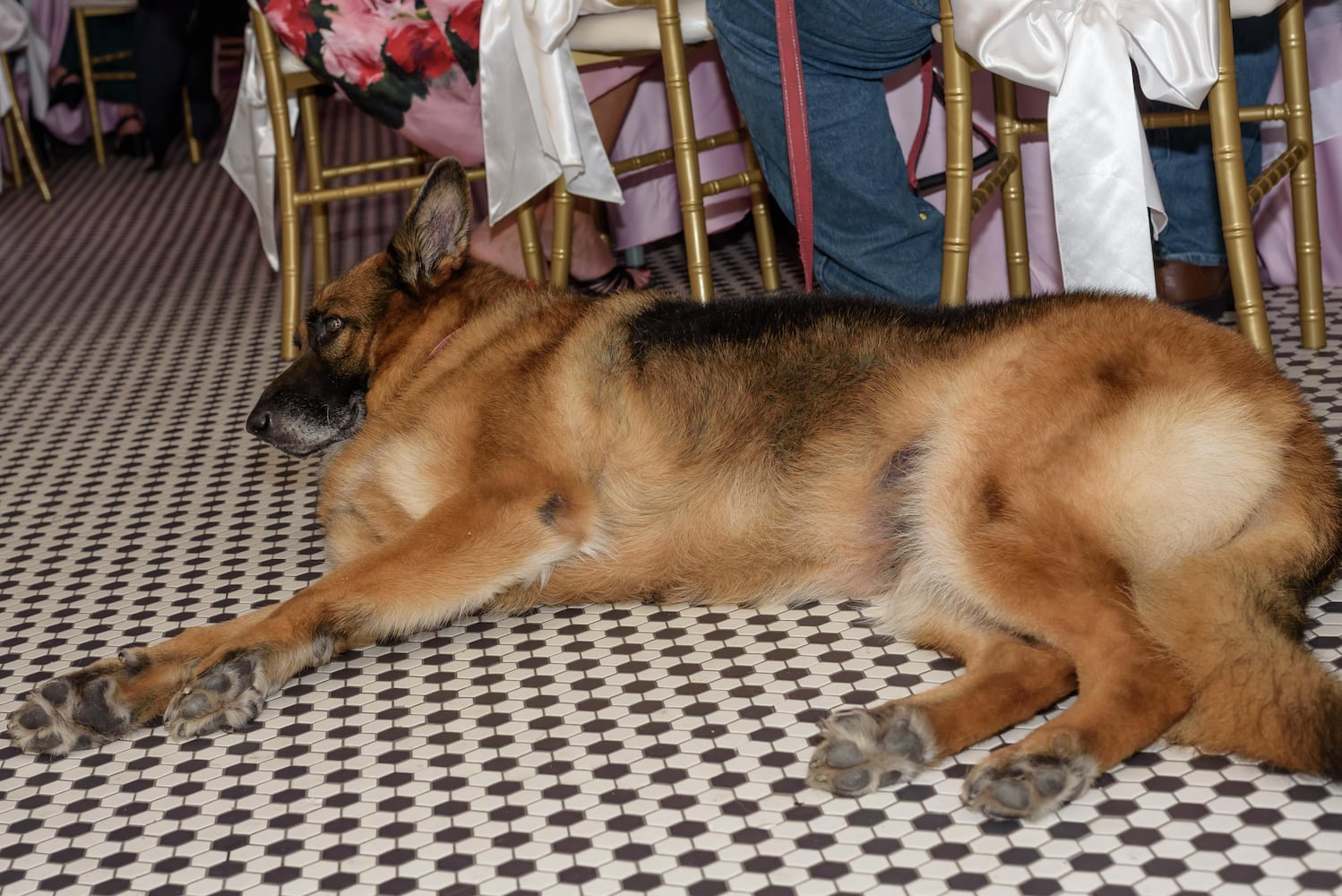 PHOTOS: 2025 Pet Afflaire Gala at the Dayton Arcade