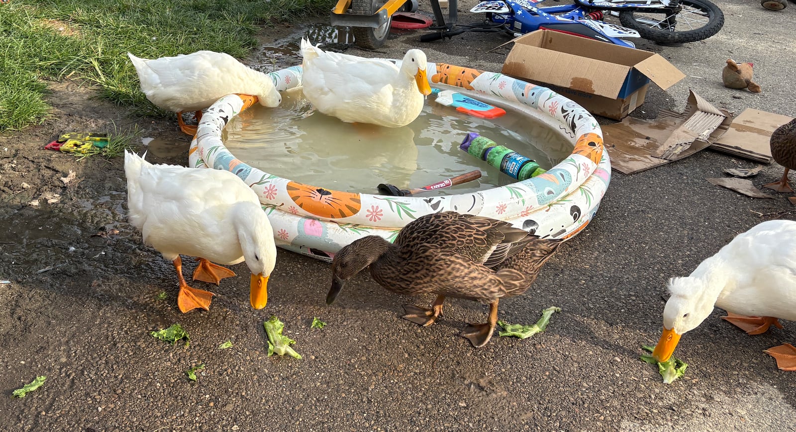 Ducks at the Land family's home on Rockhurst Avenue in Kettering eat lettuce after taking over a smaller pool set up for young children Monday, Aug. 4, 2025. JEN BALDUF/STAFF