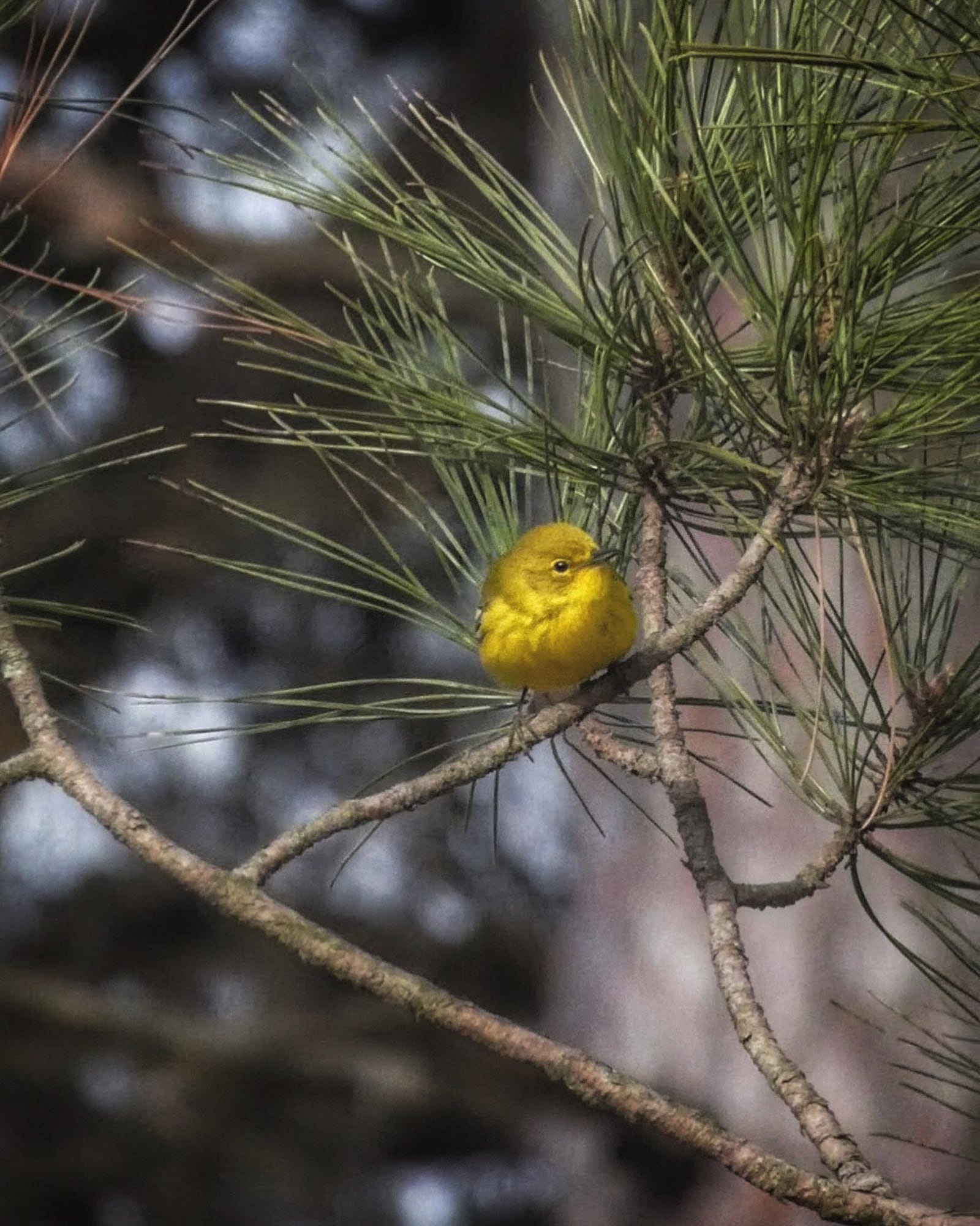 A pine warbler. Photo by Jason Sullivan