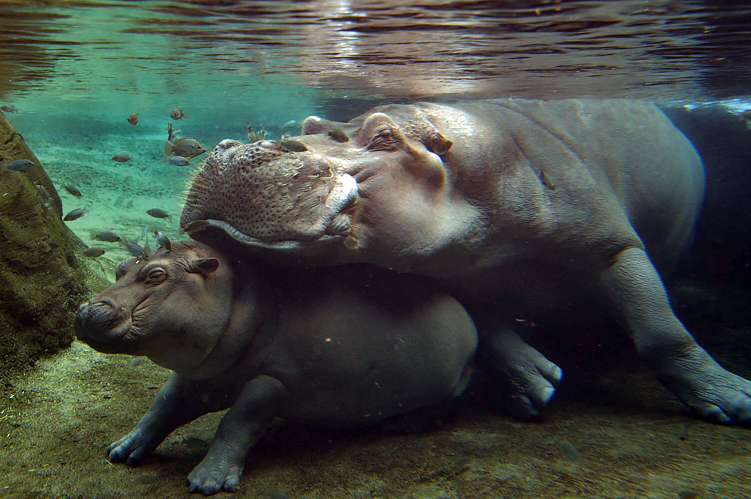 Henry the hippo, dad of adorable Fiona, dies in Cincinnati