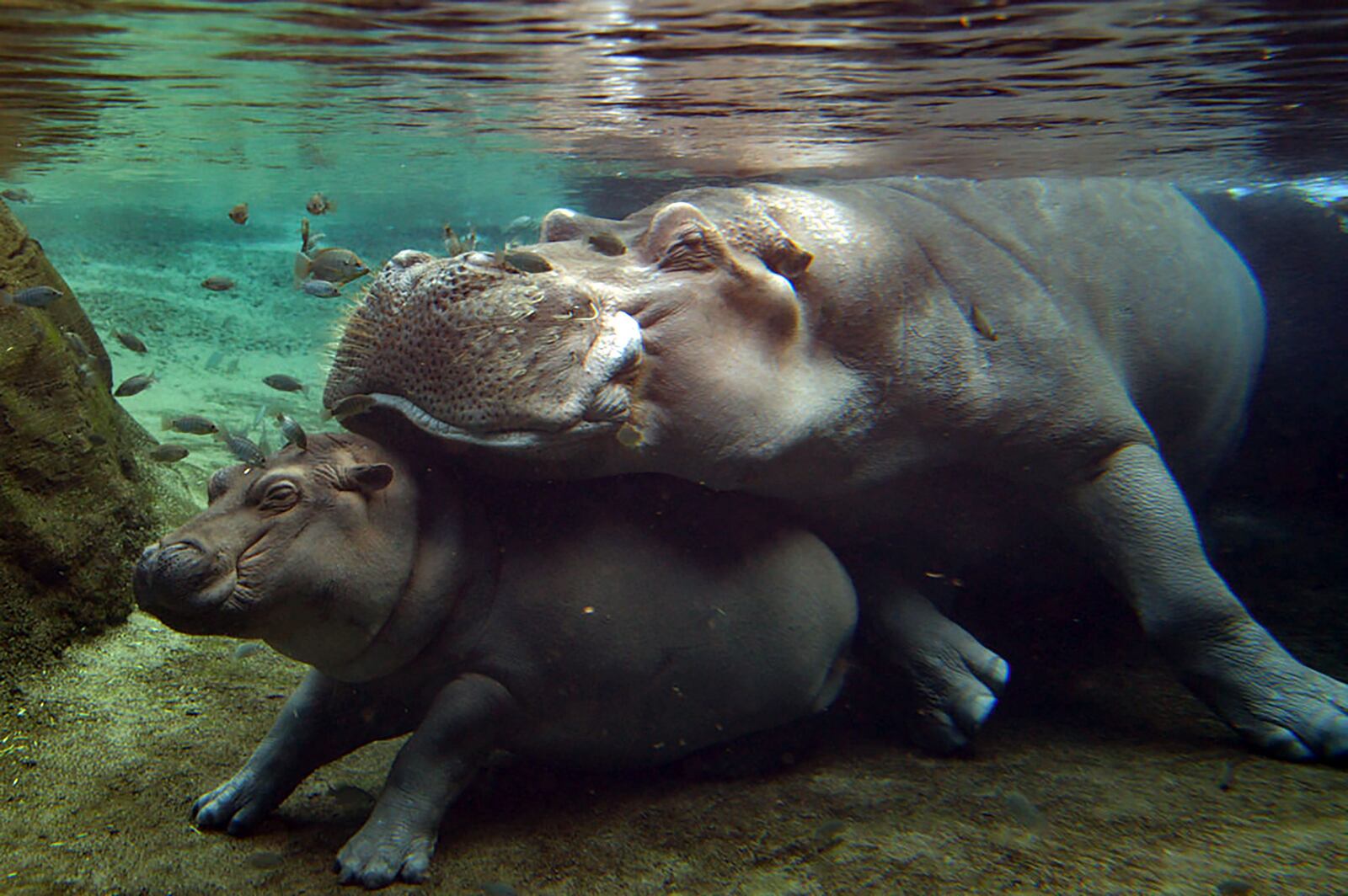 Henry the hippo rests on top of his daughter, Fiona, in summer 2017 in the hippo cove at Cincinnati Zoo where mom Bibi also lives. Henry died this year.