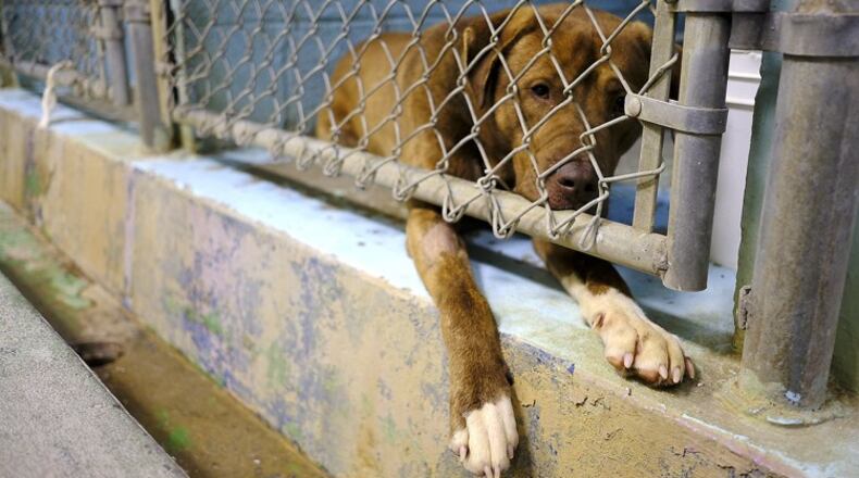A dog peeks through the kennel gate at the Clark County Humane Society. Bill Lackey/Staff