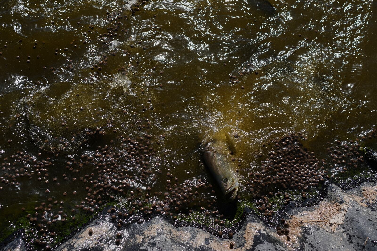 An adult barramundi reaches for food Saturday, April 19, 2025, at a Mainstream USA fish farm in Dateland, Ariz. (AP Photo/Joshua A. Bickel)
