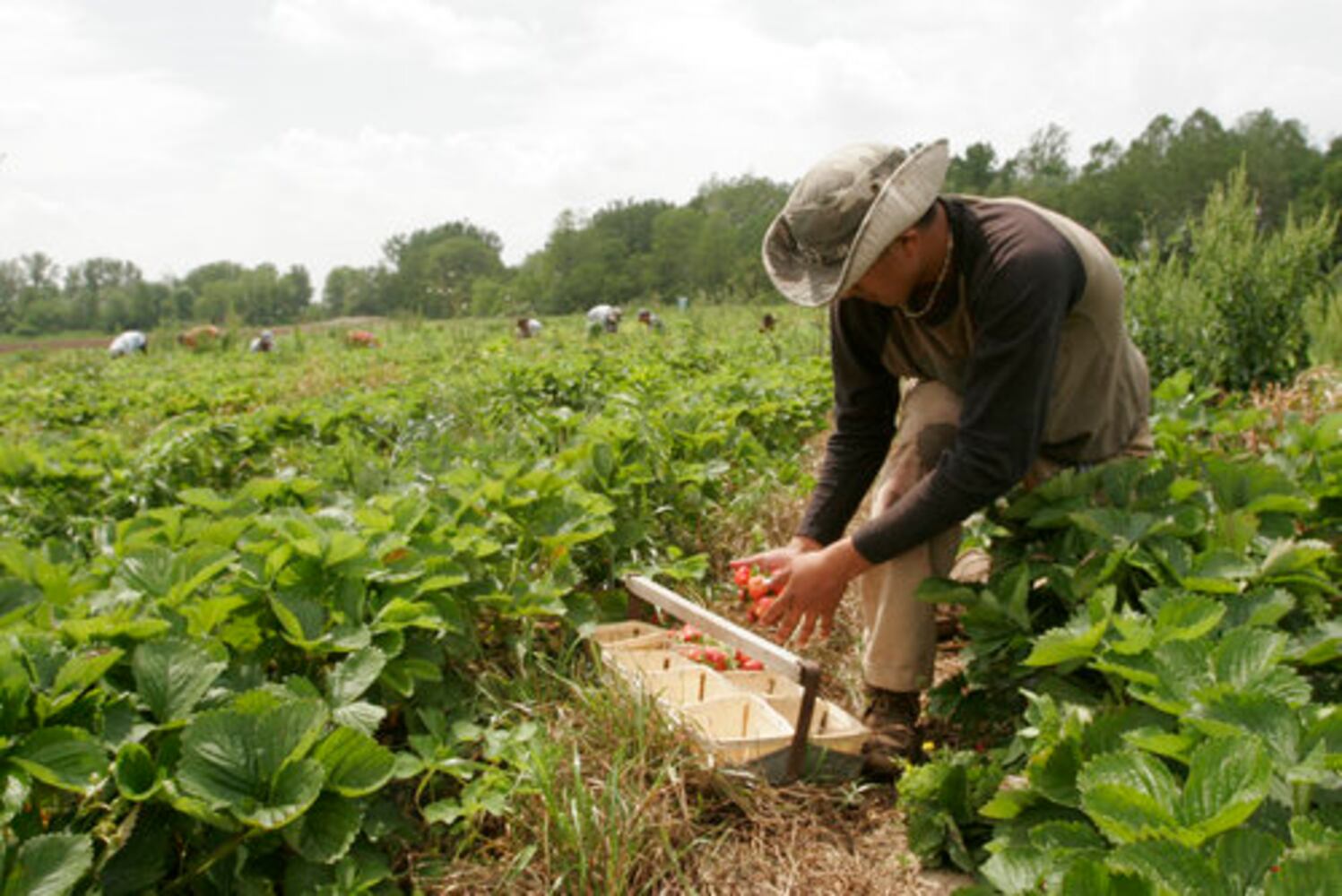 Fulton Farms strawberry fields