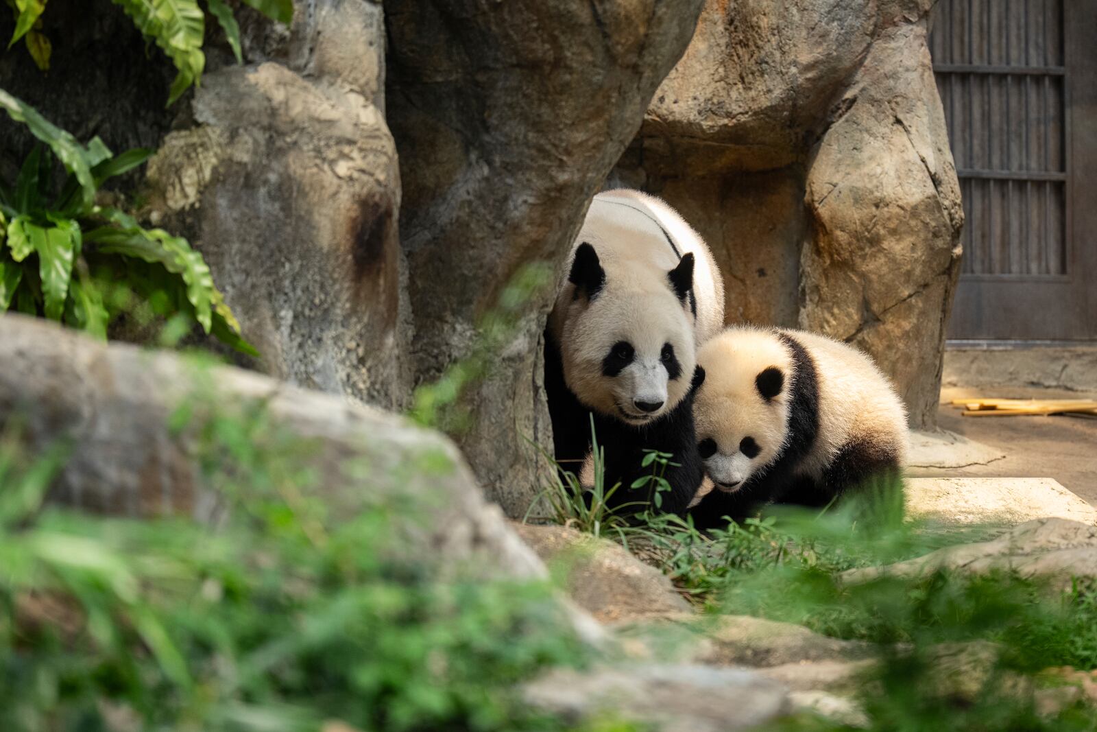 Giant panda Ying Ying, left, and her daughter Jia Jia are seen at their enclosure in Ocean Park in Hong Kong, Tuesday, May 27, 2025. (AP Photo/Chan Long Hei)