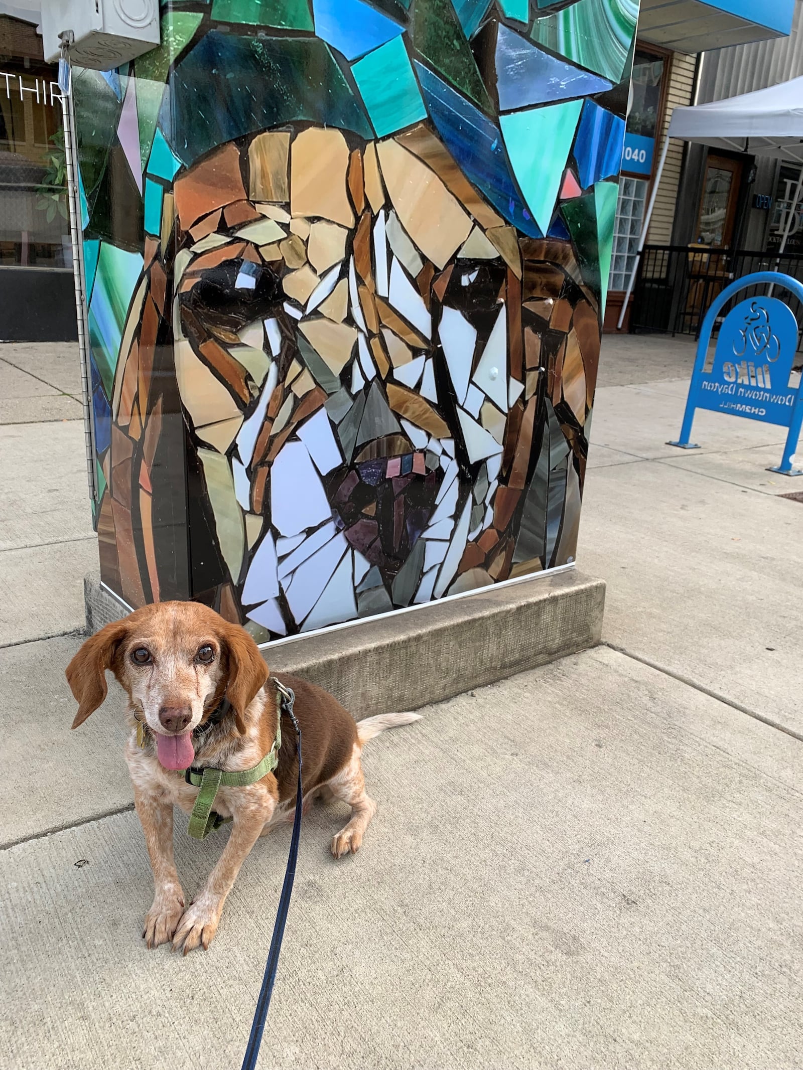The late Truffles posing in front of his ArtWrap.