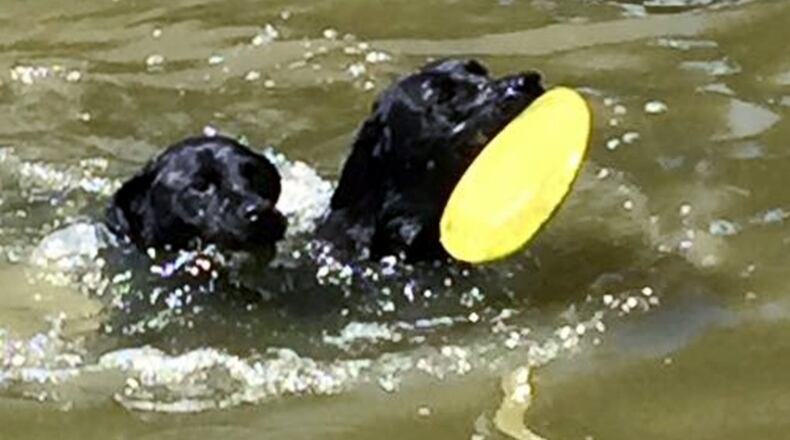 Teddy plays in the water with his pal, Abby. AILEEN GRECH/CONTRIBUTED