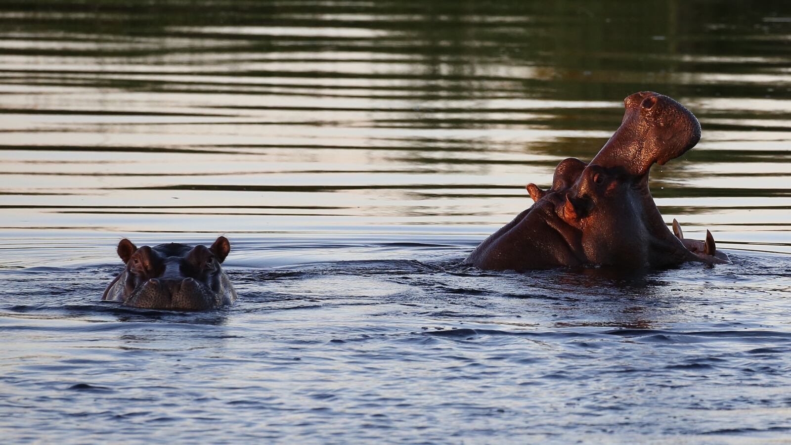 Hippos pop up their heads during a cruise along the Kwando River in Namibia. (Michaela Urban/Chicago Tribune/TNS)
