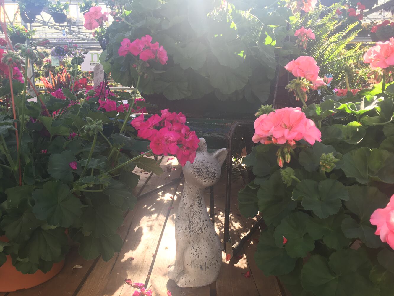 Meadow View Growers