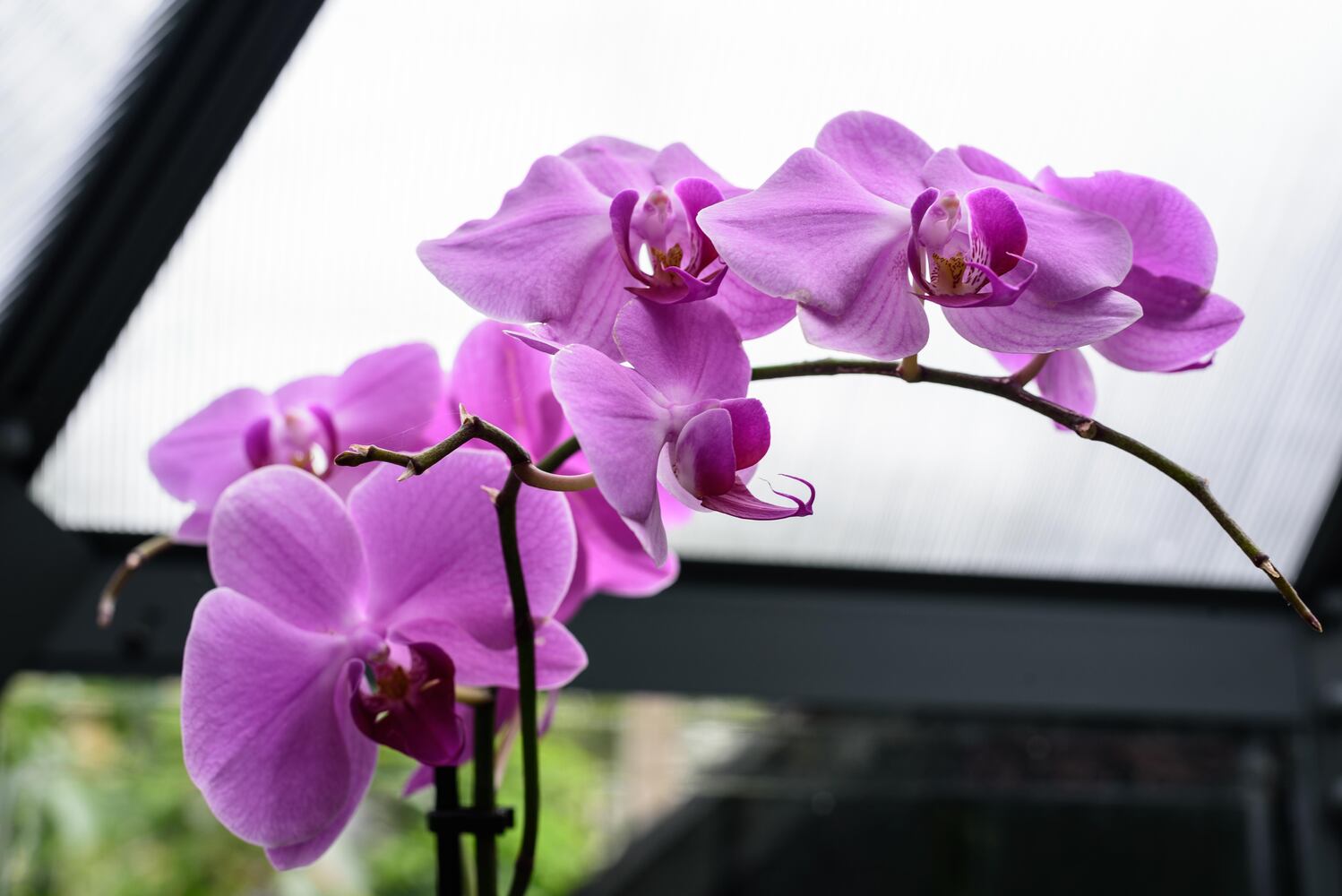 PHOTOS: 2024 St. Anne's Hill Historic District Garden Tour