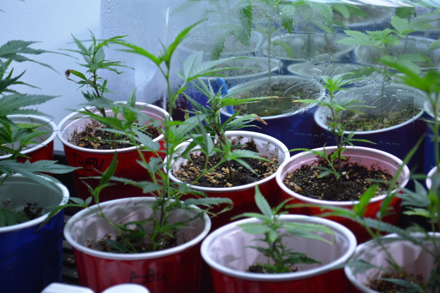 If Washington state is a model, Ohio’s pot sales will boom