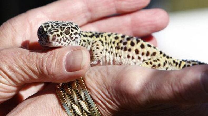 Photo of a gecko. NICK GRAHAM/STAFF