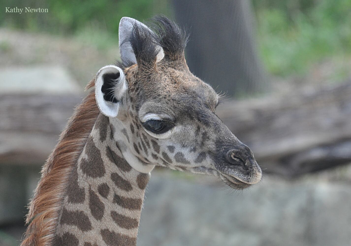 PHOTOS: Fall in love with Cincinnati Zoo babies