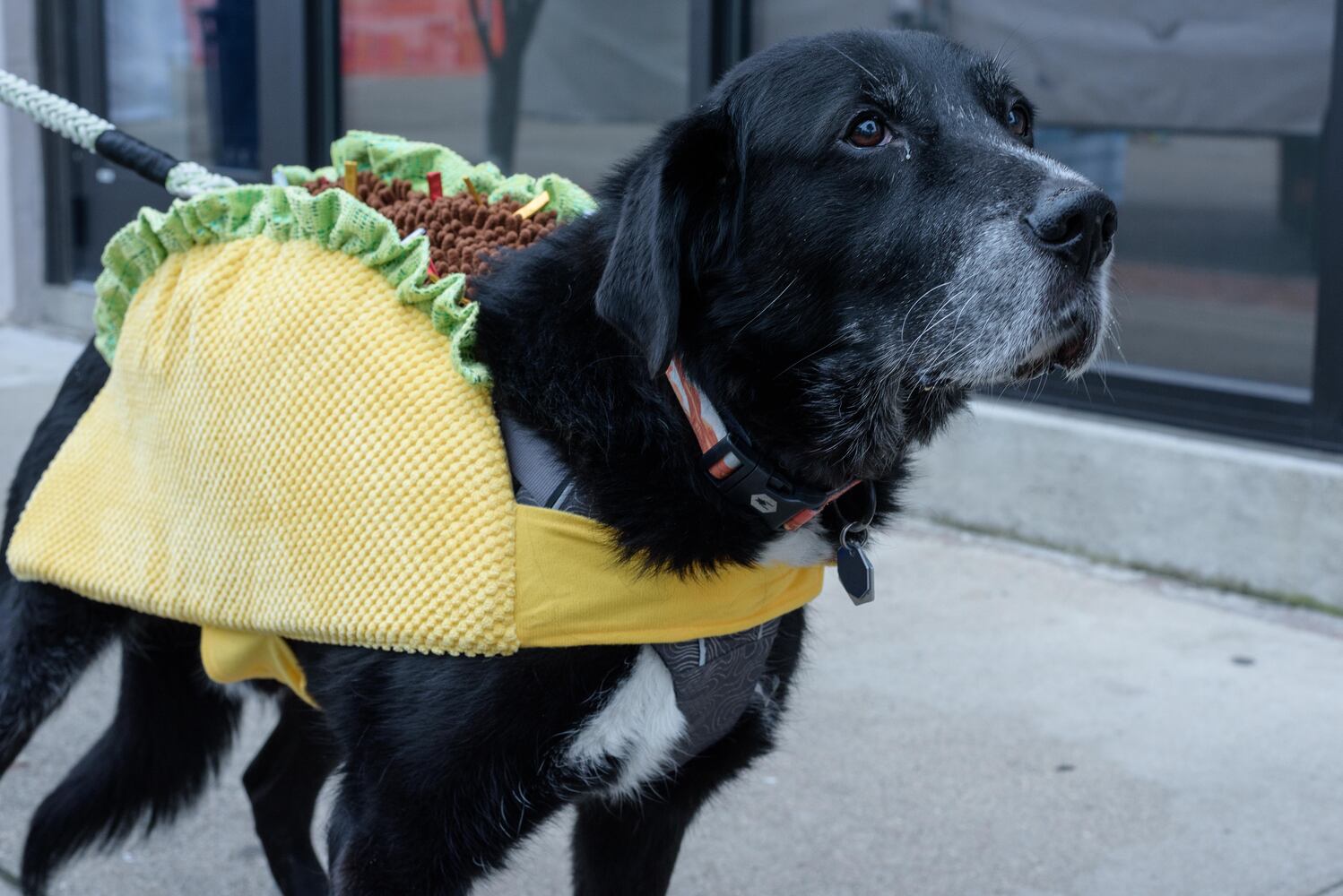 PHOTOS: Did we spot you at the 12th annual Fairborn Halloween Festival?