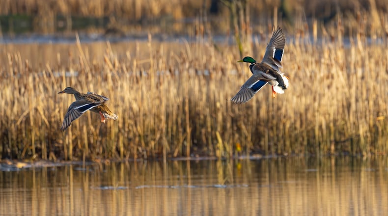 A pair of Mallard Ducks flying over the water. iSTOCK/COX