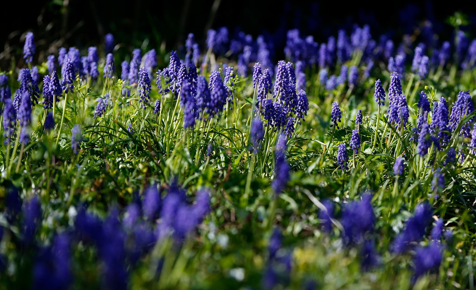 Spring flowers
