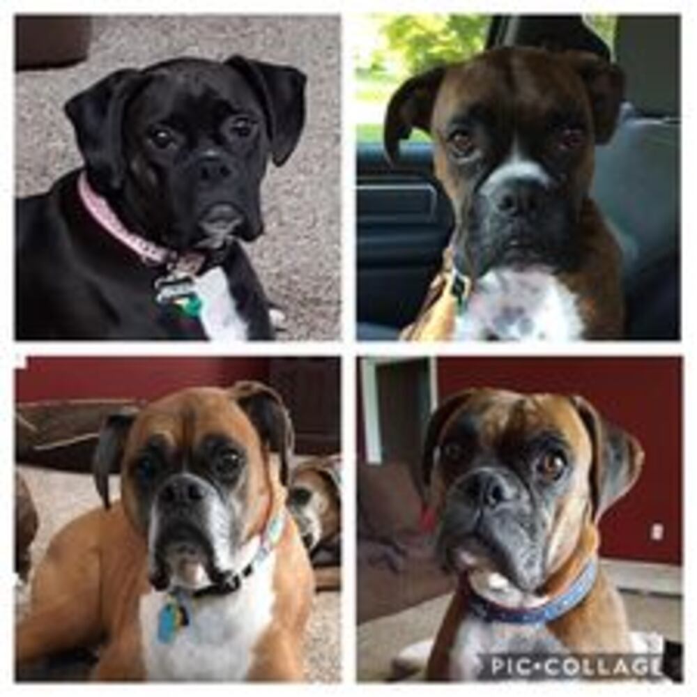 Puppy Day pictures