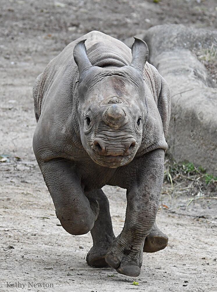 PHOTOS: Those adorable faces! Celebrating Cincinnati Zoo babies