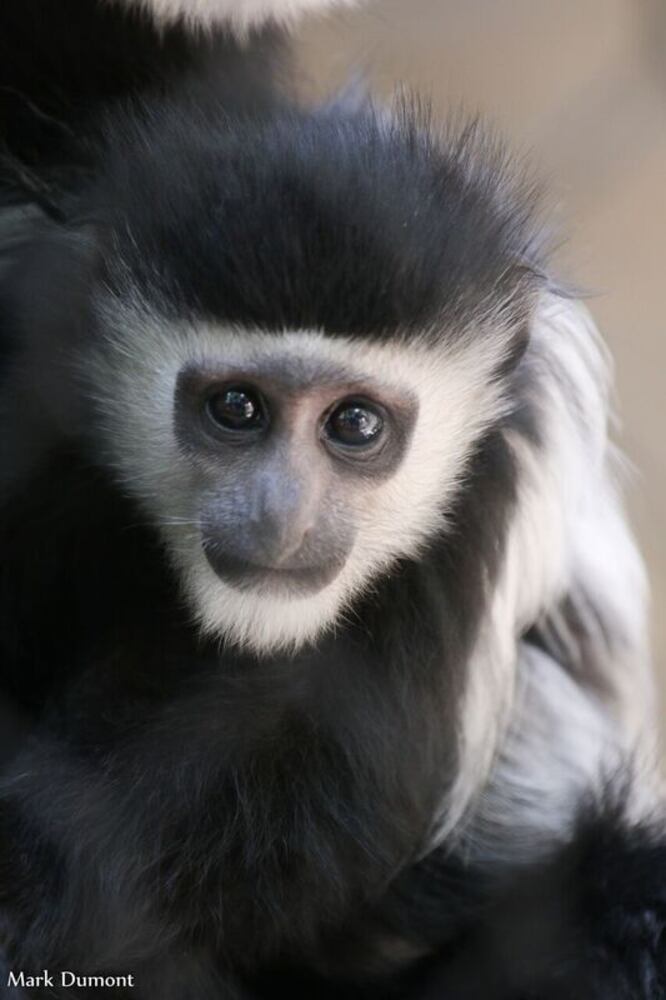 PHOTOS: This first look at Cincinnati Zoo's Zoo babies will be the best part of your day