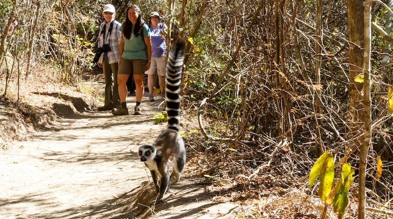 Lemur lovers with a robust travel budget should check out Natural Habitat Adventures’ trip in Madagascar, starting at $9,995 a person. (Alek Komarnitsky/Natural Habitat Adventures/TNS)