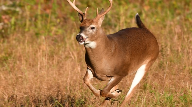 The white-tailed deer is perhaps Ohio’s best-known wildlife species, seen in the state’s wildlife areas, parks and nature preserves as well as in the backyards of rural and suburban residents.