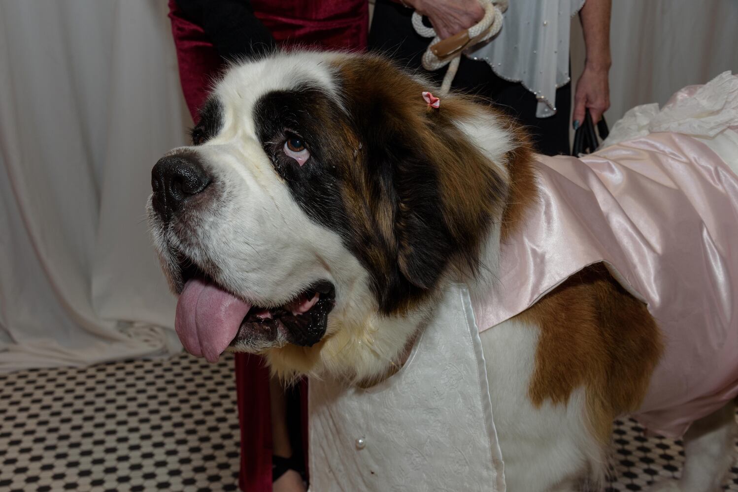 PHOTOS: Did we spot you at the Pet Afflaire Gala at the Dayton Arcade?