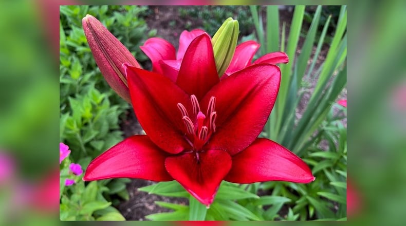 An Asiatic lily is blooming in mid-June in Oakwood. CONTRIBUTED