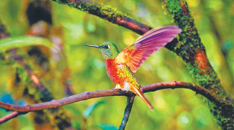Chestnut-breasted Coronet hummingbirds sparkled everywhere around the Tapichalaca feeders. (Doug Hansen)
