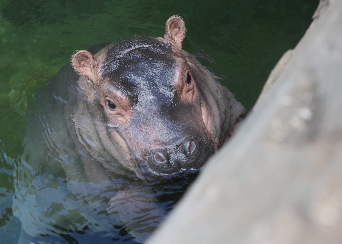 Fiona’s big adventure: Cincinnati Zoo hippo explores outdoor pool