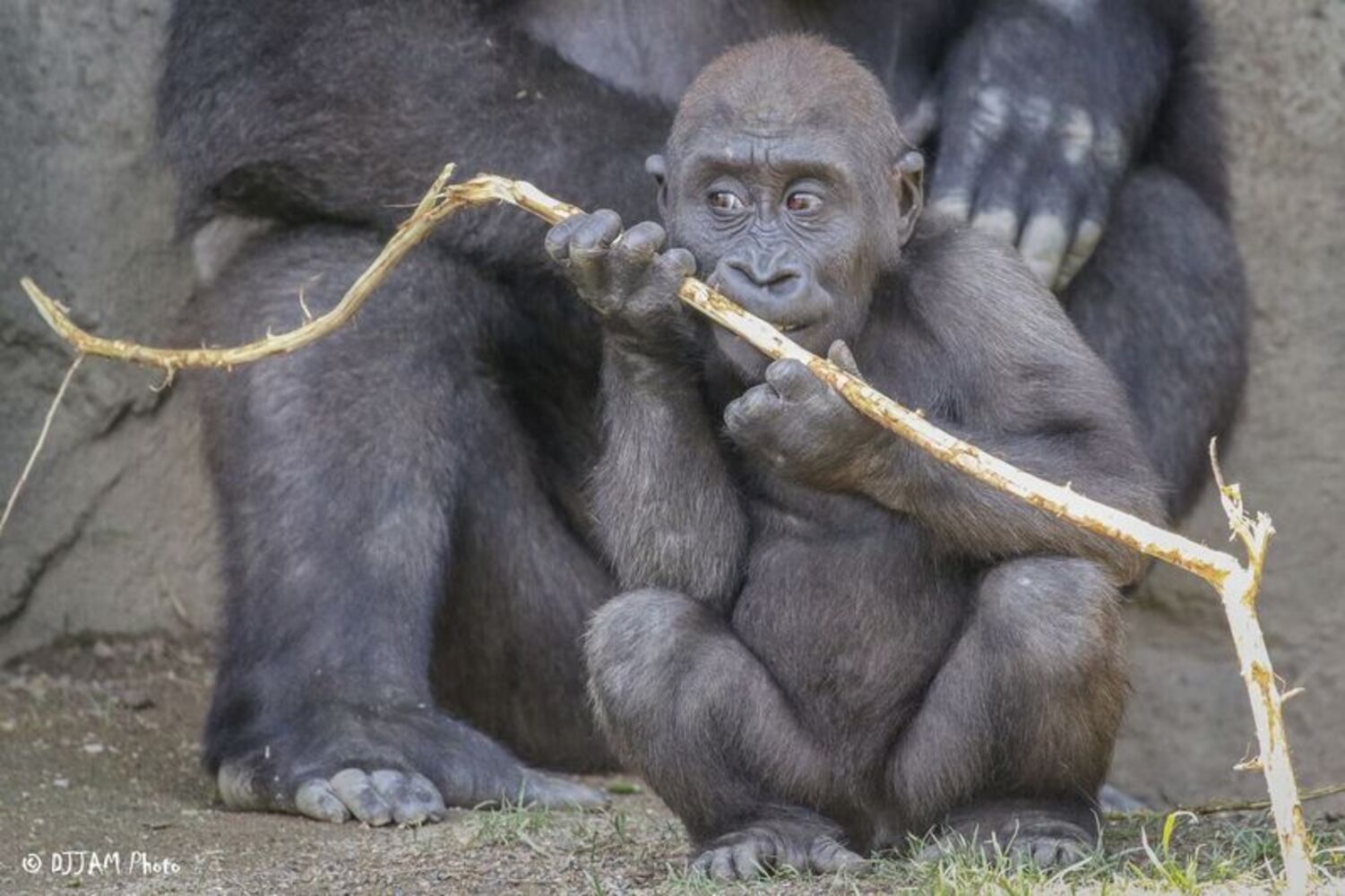 PHOTOS: This first look at Cincinnati Zoo's Zoo babies will be the best part of your day