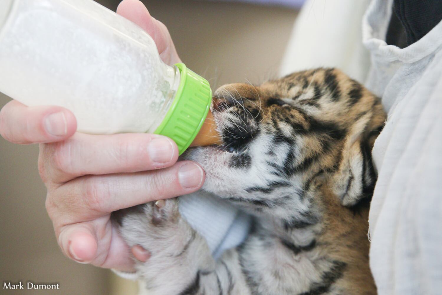 PHOTOS: Fall in love with Cincinnati Zoo babies