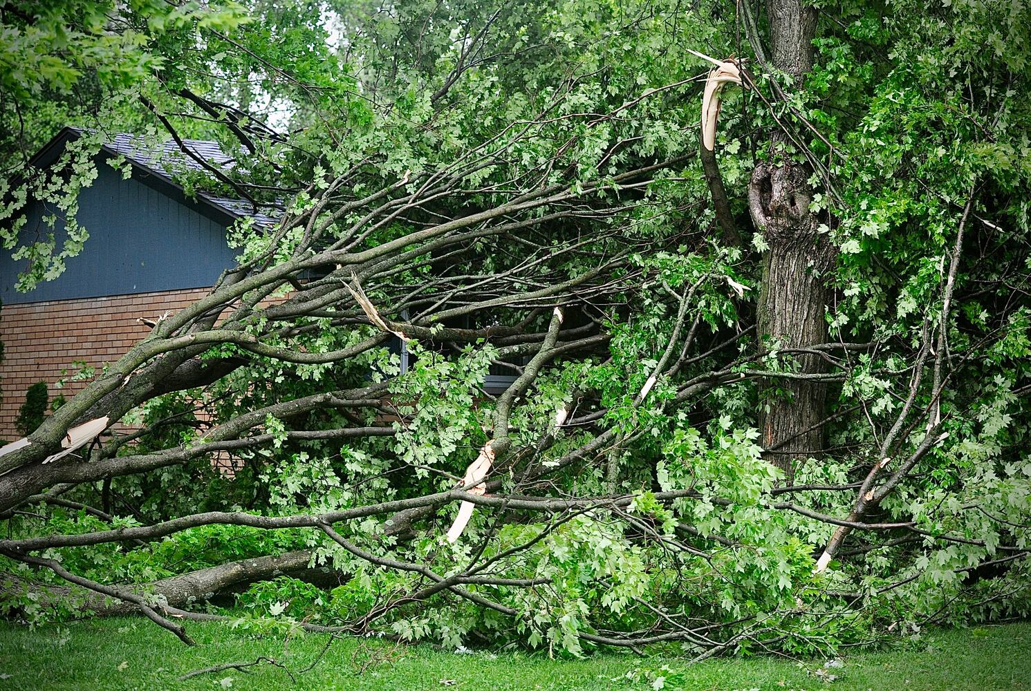 Springfield storm damage