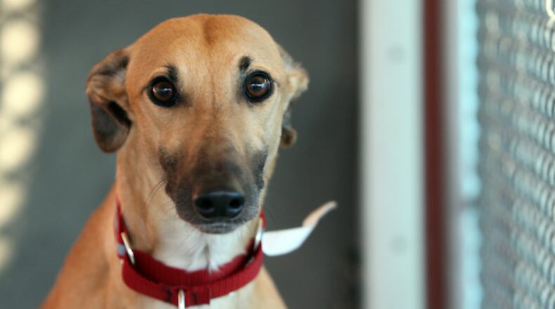 A racing greyhound in a December 1, 2009, file image in Sugar Grove, Ill. (Chuck Berman/Chicago Tribune/TNS)