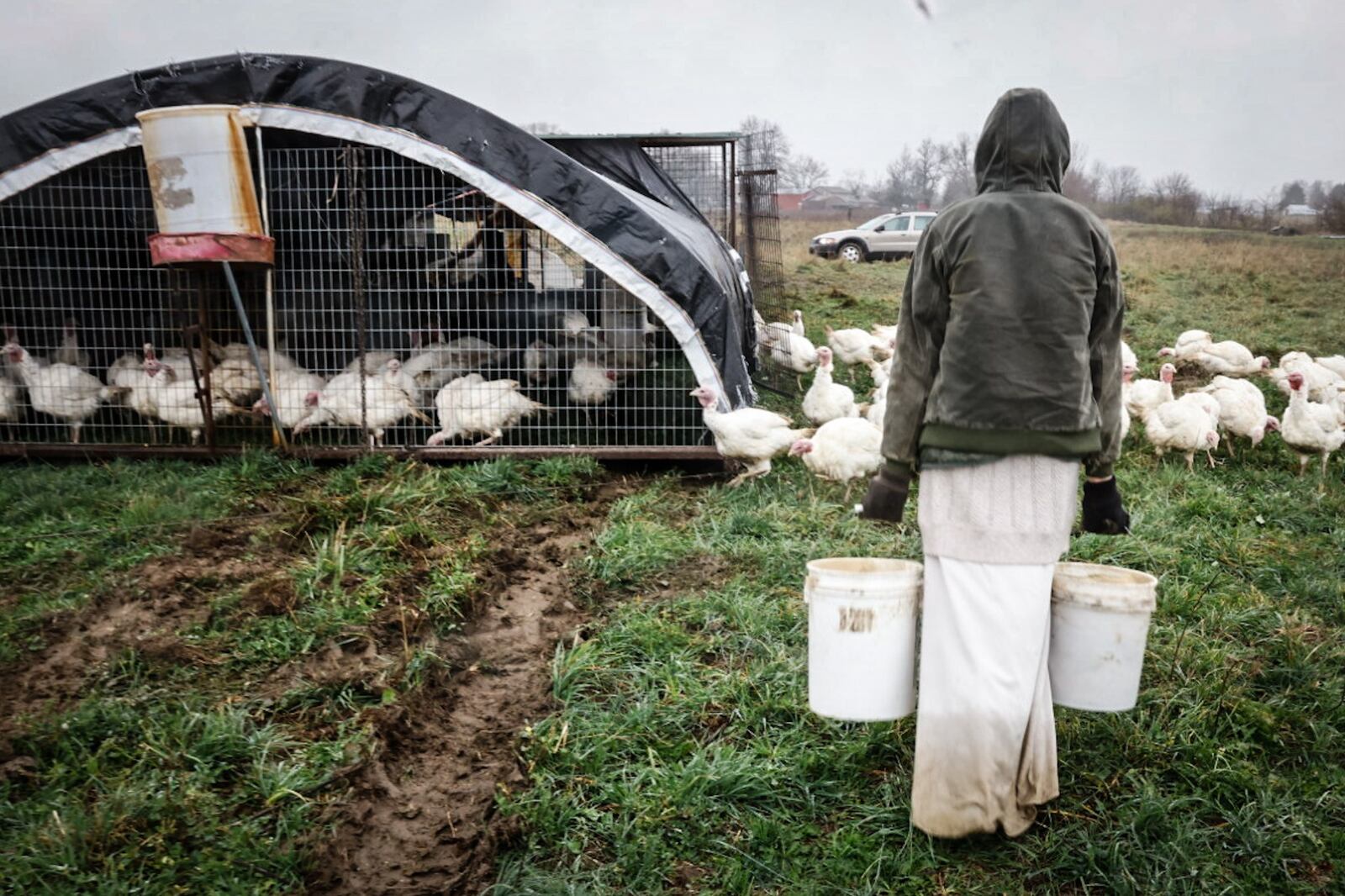 Jaima Filbrun brings buckets of food for their pasture-raised turkeys. JIM NOELKER/STAFF