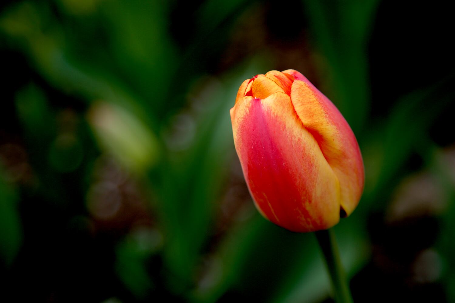 PHOTOS: Tulip time! Oakwood’s Smith Memorial Gardens is overflowing with colorful blooms
