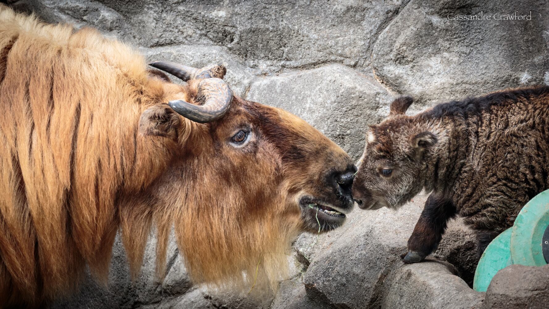PHOTOS: Fall in love with Cincinnati Zoo babies