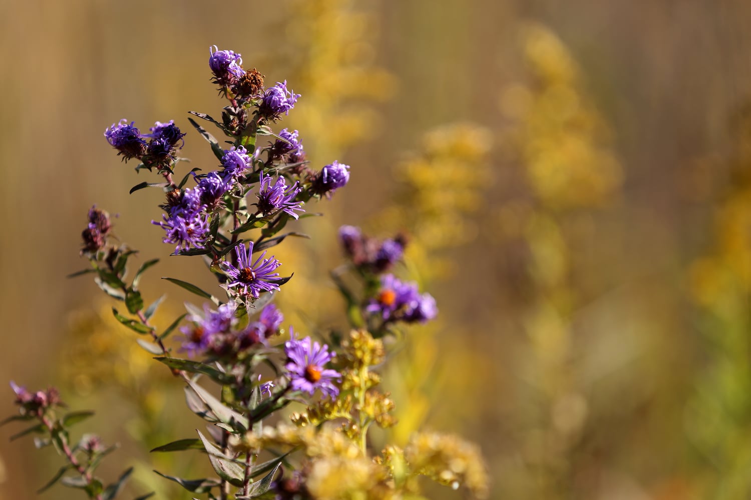 PHOTOS: New hiking trails at Germantown MetroPark explore a landscape of beauty