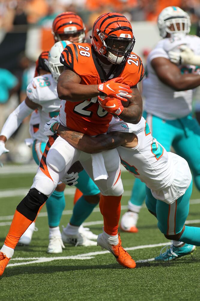 bengals dolphins gallery