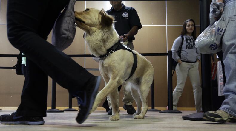 In this Thursday, June 9, 2016, photo, Anthony Martinez works with Bella, a bomb-sniffing dog, during drills in a makeshift airport at a Lackland Air Force Base training facility in Texas. Short-staffed and often criticized, the TSA aims to improve training for airport screeners. (AP Photo/Eric Gay)