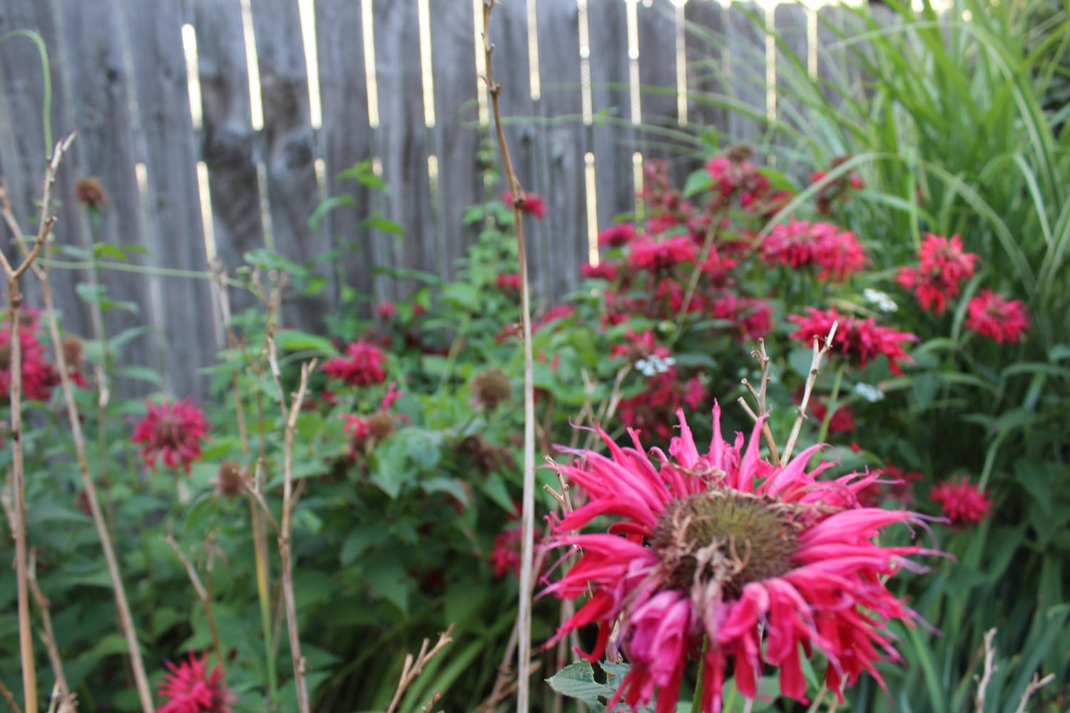 Tobin Denney's spectacular, not so secret St. Anne's garden