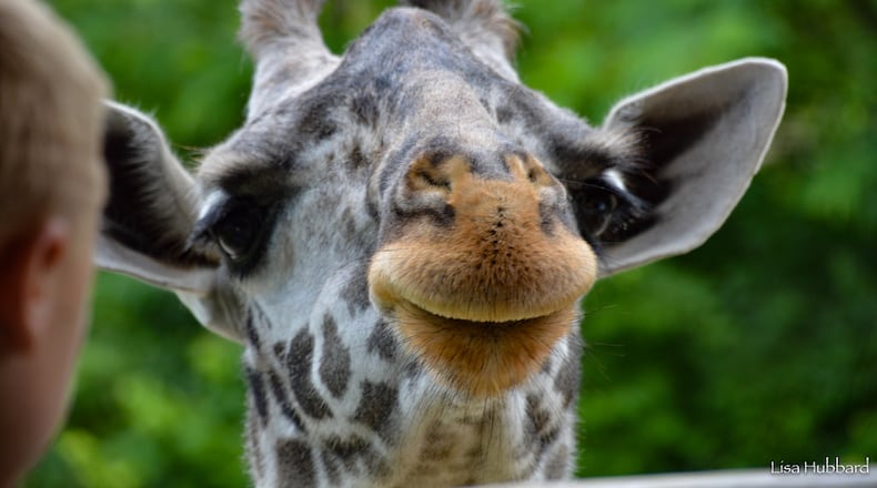 To commemorate Memorial Day, members of the military – active and retired - can visit the Cincinnati Zoo for free Monday. CINCINNATI ZOO